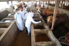 Pemprov Jatim jamin kompensasi peternak yang hewannya terserang PMK